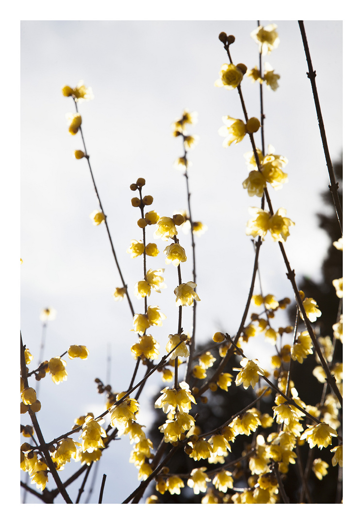 Chimonanthus-1