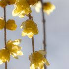 Chimonanthus-2