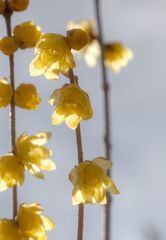 Chimonanthus-2