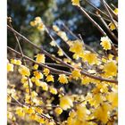 Chimonanthus-3