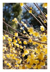 Chimonanthus-3