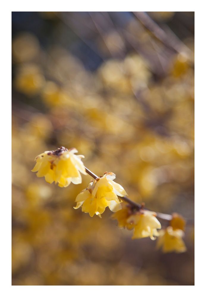 Chimonanthus-4