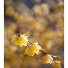 Chimonanthus-4