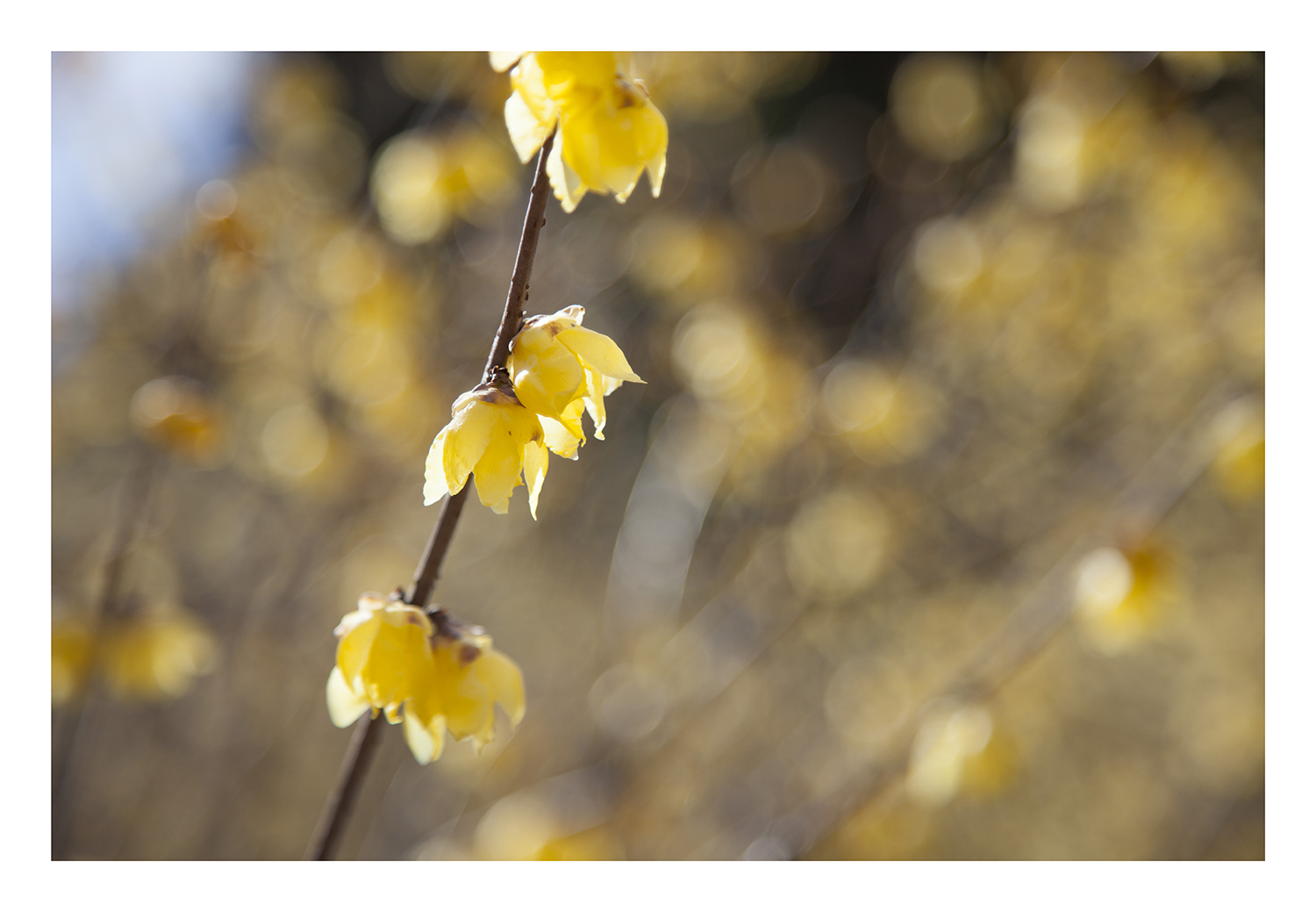 Chimonanthus-5