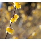 Chimonanthus-5