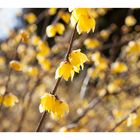 Chimonanthus-6