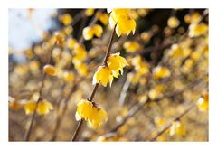 Chimonanthus-6