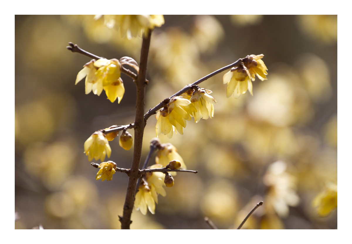 Chimonanthus praecox-1