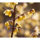 Chimonanthus praecox-1