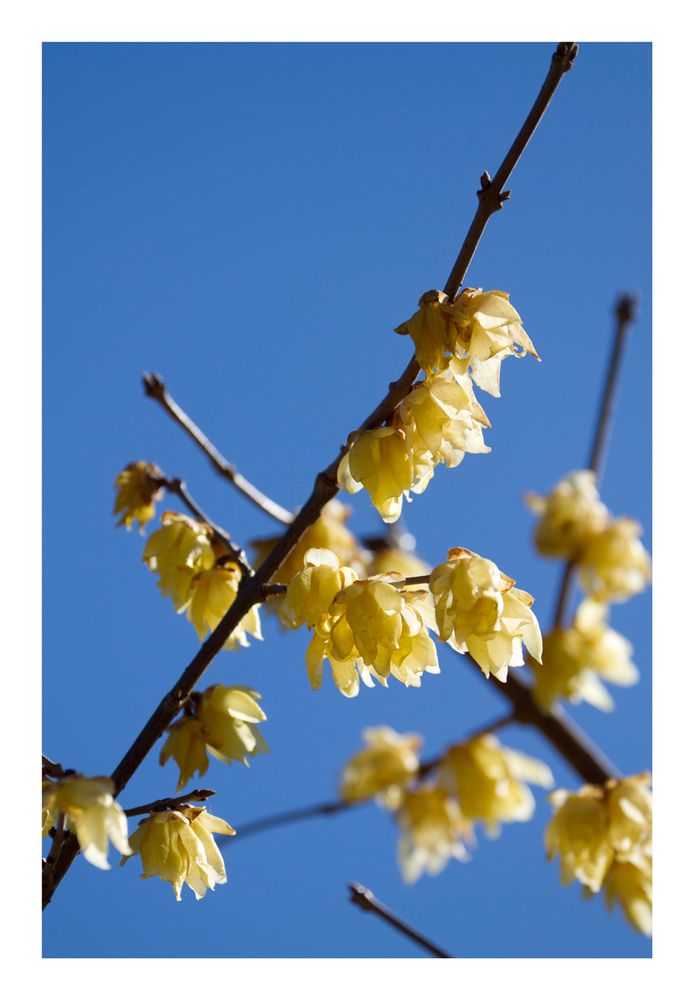 Chimonanthus praecox-2