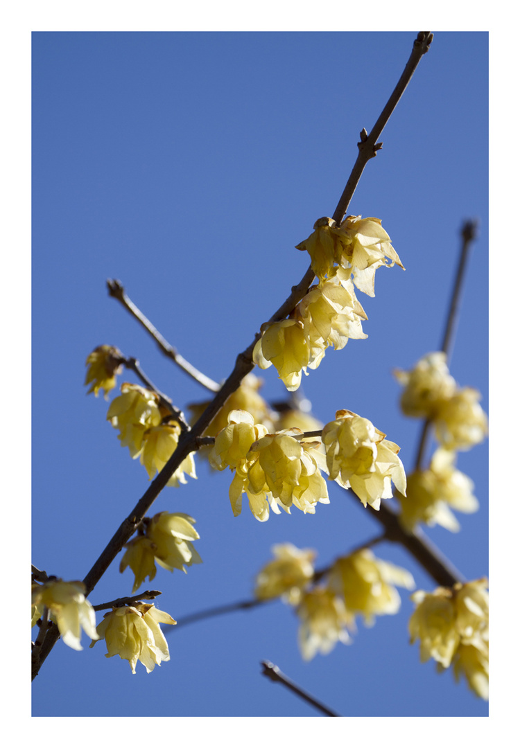 Chimonanthus praecox-2