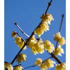 Chimonanthus praecox-2