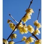 Chimonanthus praecox-2