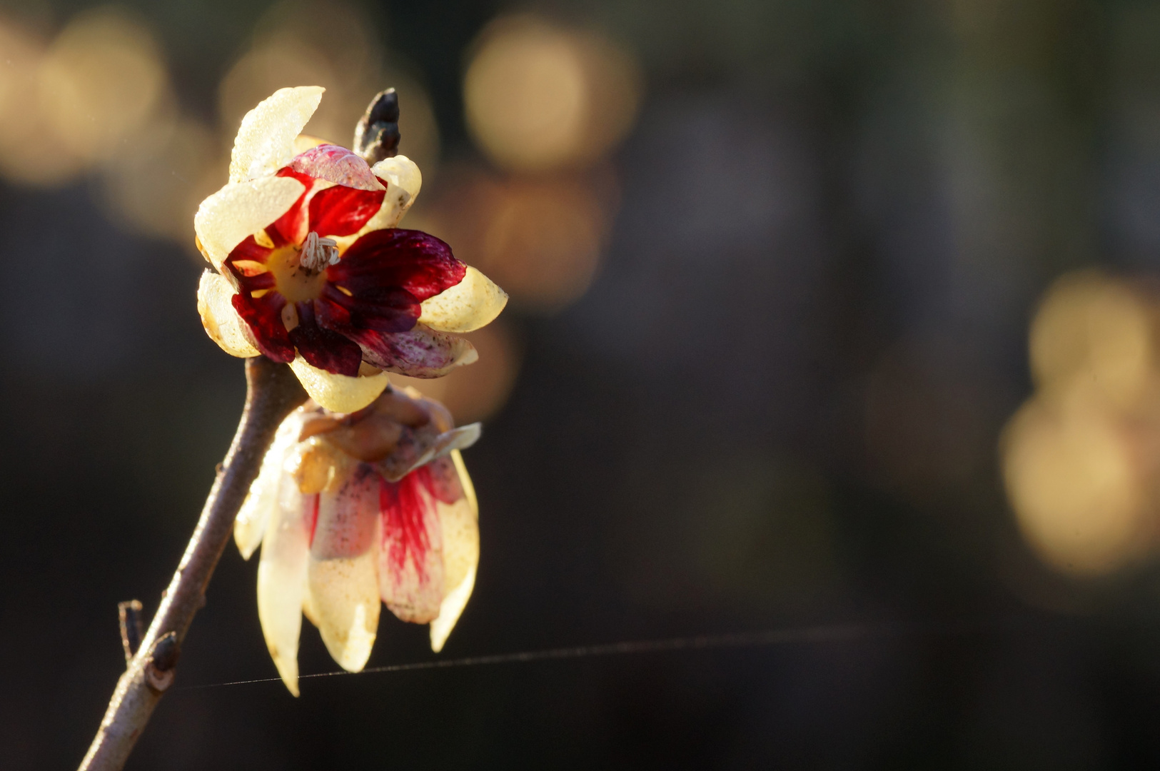 Chimonanthus praecox