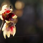 Chimonanthus praecox