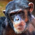 Chimp