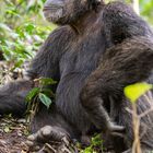 [ Chimp @ Kibale NP ]