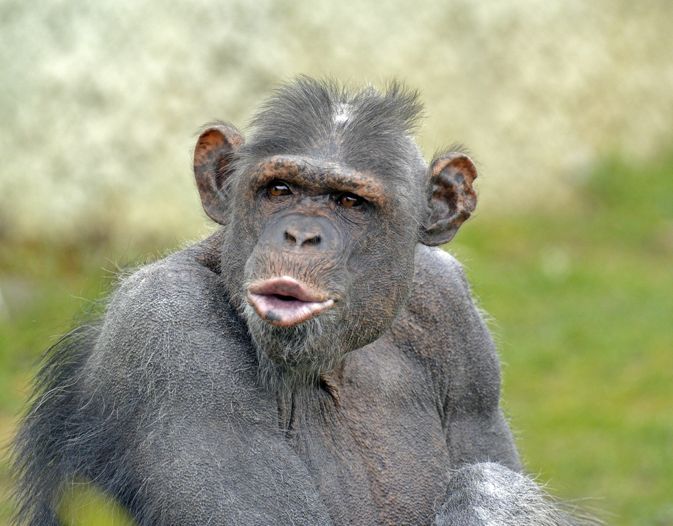 chimp kiss