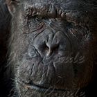 chimpancé zoo Barcelona