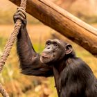 Chimpanse am Seil