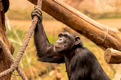 Chimpanse am Seil