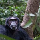 Chimpanse im Kibale NP