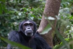 Chimpanse im Kibale NP