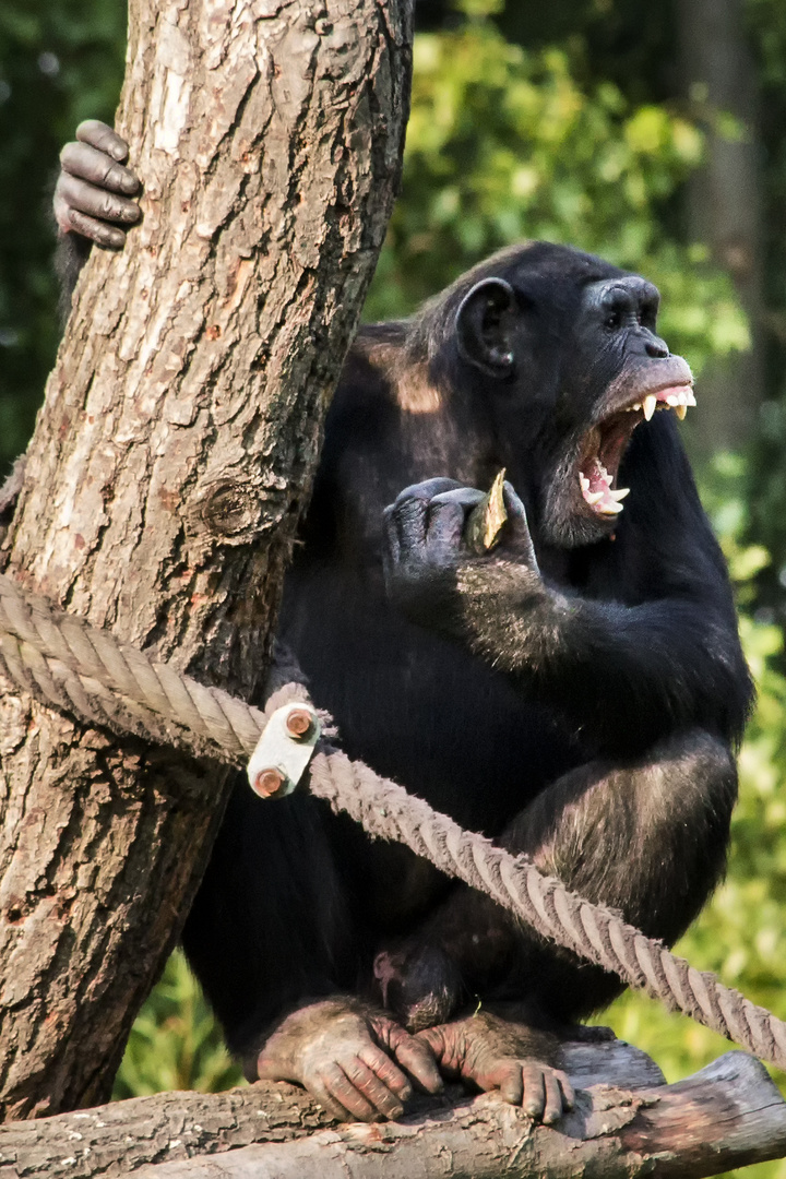 Chimpanse im Zoo Leipzig