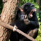 Chimpanse im Zoo Leipzig