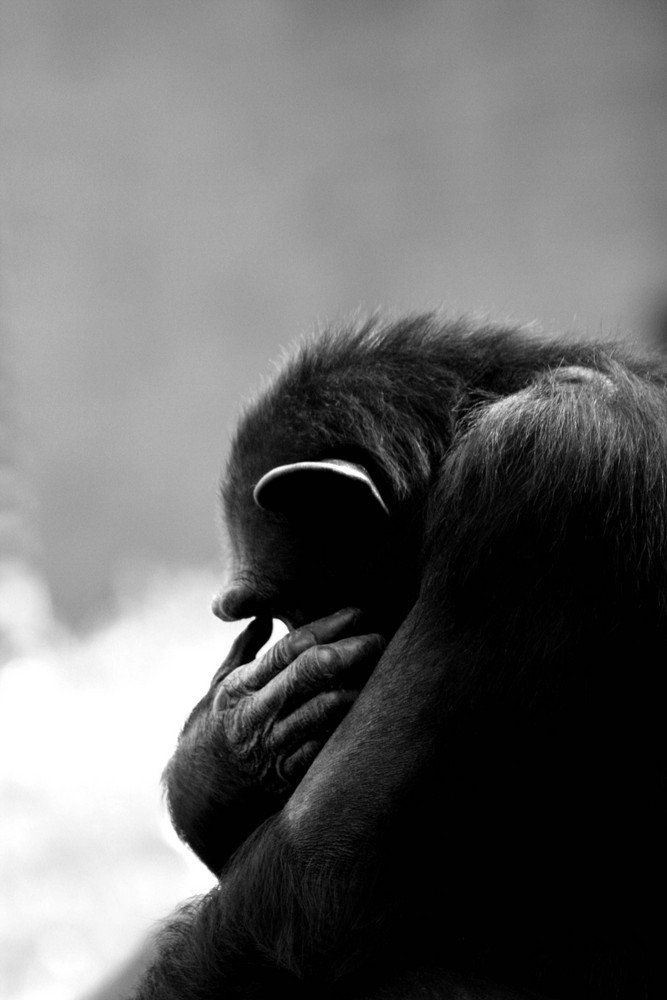 Chimpanse in Johannesburg