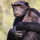 Chimpanse in Johannesburg II