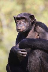 Chimpanse in Johannesburg II