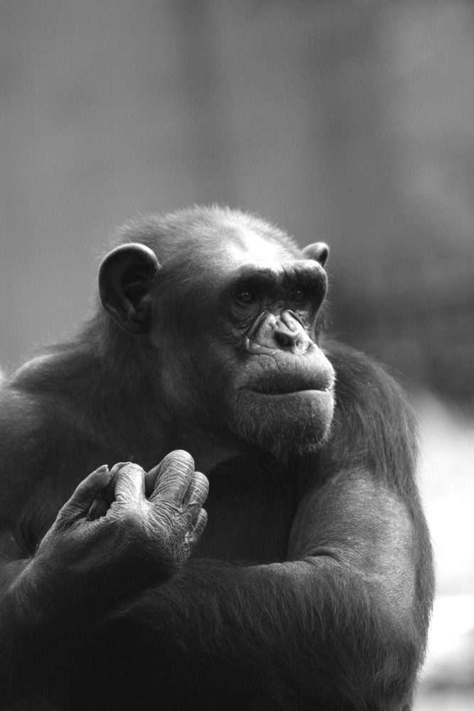 Chimpanse in Johannesburg III