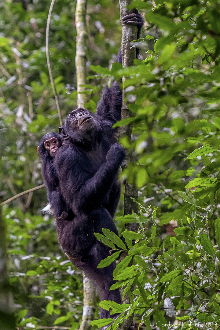 Chimpanse in the tree