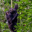 Chimpanse in the tree