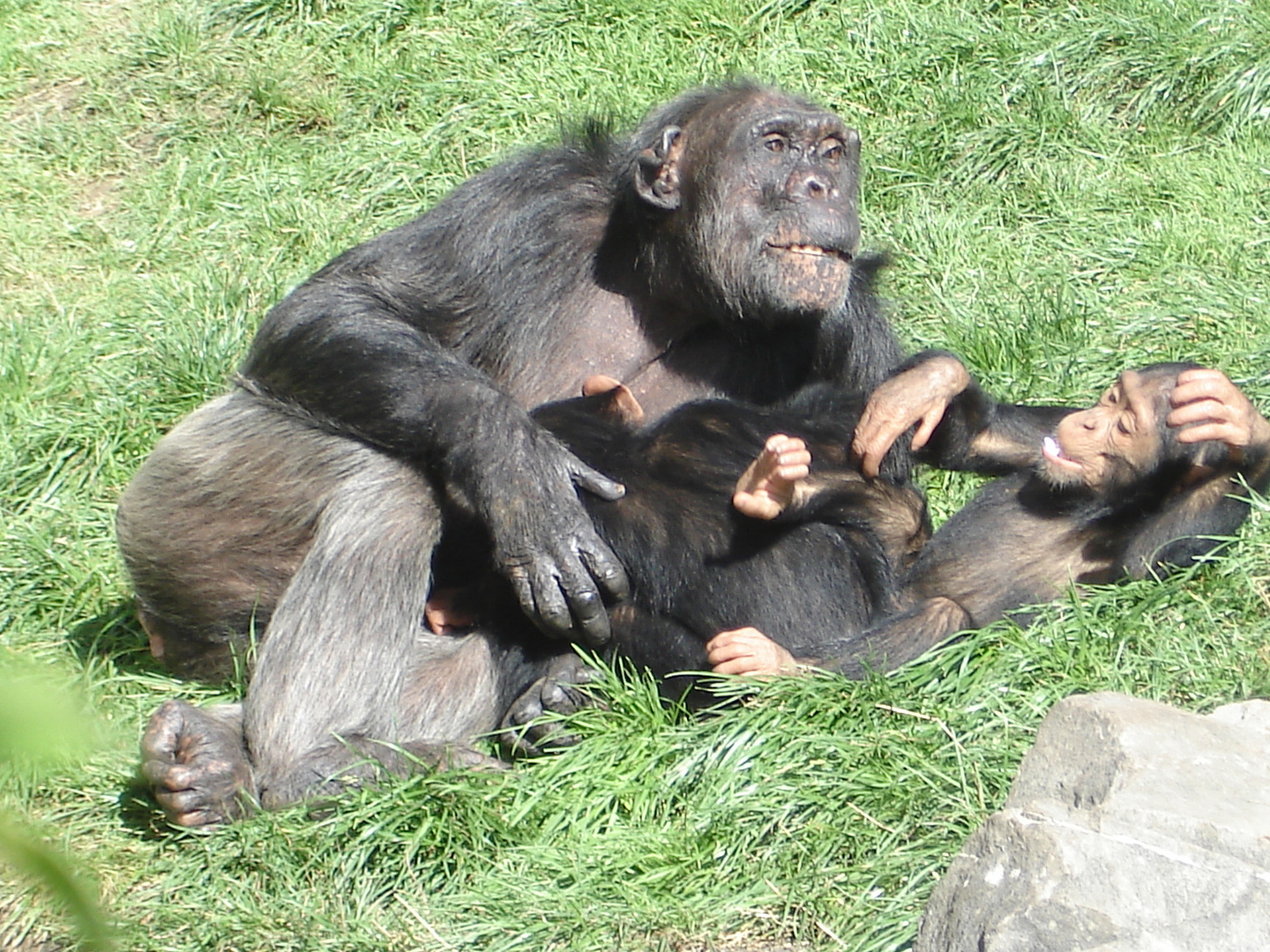 Chimpanse mit Kind