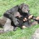 Chimpanse mit Kind