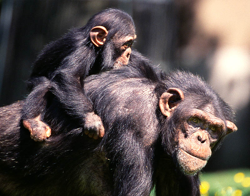 Chimpanse Mutter mit Kind