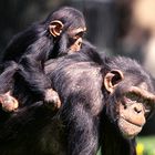 Chimpanse Mutter mit Kind