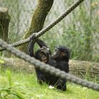 Chimpansen-Babys