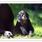 Chimpansenbaby