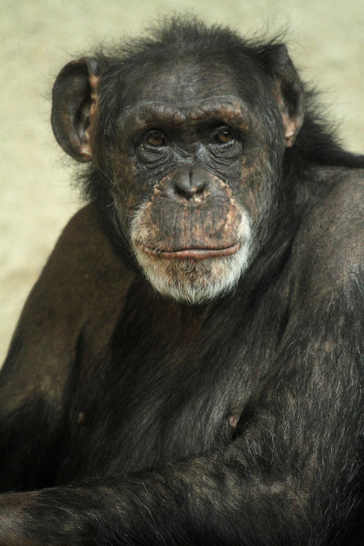 Chimpanzé .