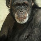 Chimpanzé .