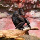 Chimpanzee