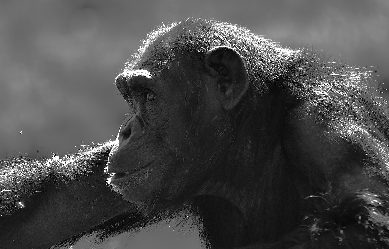 Chimpanzee - BW