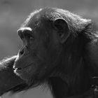 Chimpanzee - BW