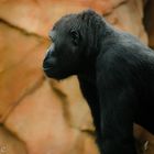 chimpanzee`s side profil