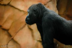 chimpanzee`s side profil