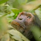 Chimps of Kibale NP