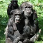 Chimps posing